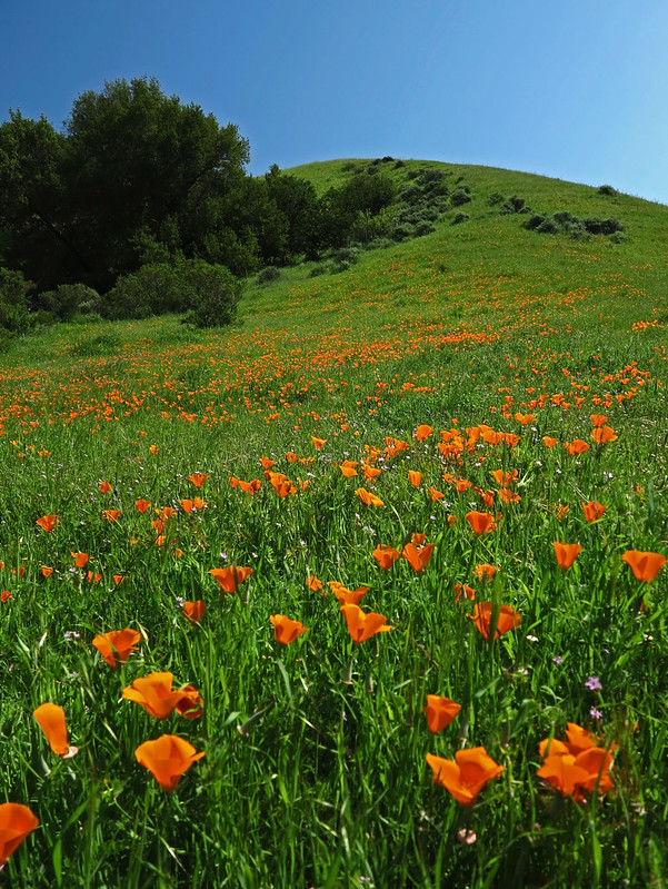 california-poppies California poppies