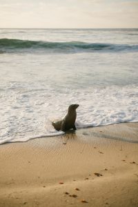 Three Things I Love About Santa Cruz in July