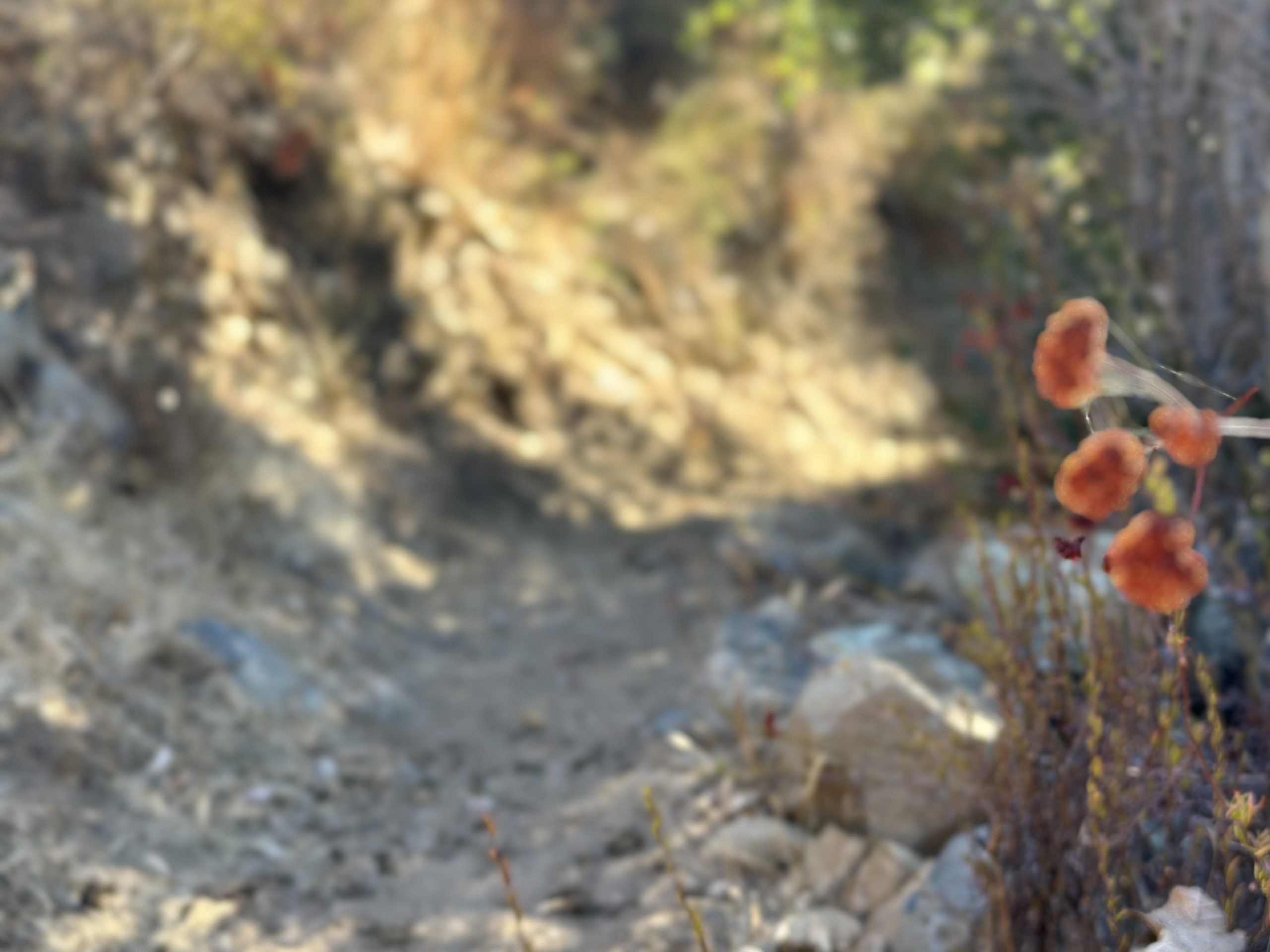 A trail on Rancho la Bellota, Baja, Mexico